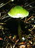 Hygrocybe psittacina 